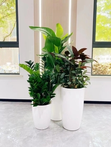 专业绿化养护，杭州湾的绿色守护者